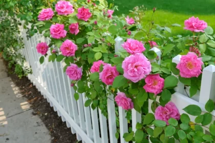 comment entretenir un rosier en fleur été booster stimuler jorge salcedo shutterstock