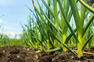 comment éviter le jaunissement de l'ail causes maladies végétaux toujours mêmes origines parasites insectes champignons