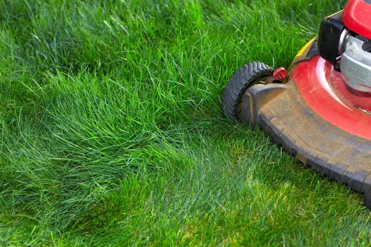 comment faire des bandes de gazon au jardin quels dispositifs méthode rayer strier pelouse