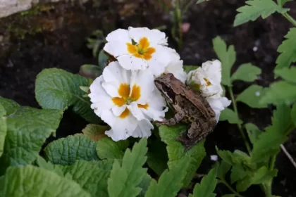 comment faire fuir les grenouilles de venir jardin bassin piscine