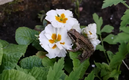 comment faire fuir les grenouilles de venir jardin bassin piscine