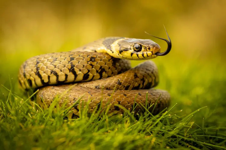 comment faire pour ne pas avoir de serpent dans son jardin faire fuir naturellement 
