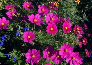 comment faire pousser des graines de cosmos auto ensemençant envahissant pouvoir germer pousser seul saison suivante