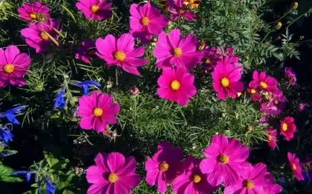 comment faire pousser des graines de cosmos auto ensemençant envahissant pouvoir germer pousser seul saison suivante