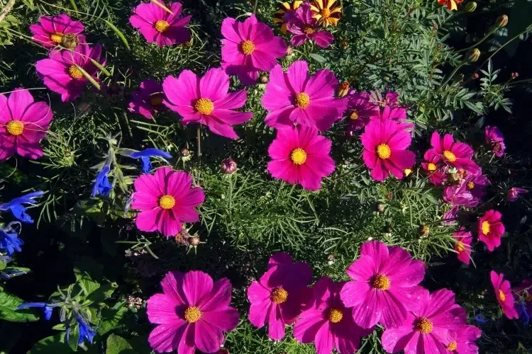 comment faire pousser des graines de cosmos auto ensemençant envahissant pouvoir germer pousser seul saison suivante