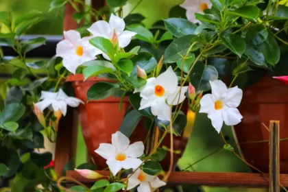 comment faire revivre un dipladenia fleurs fanees arrosage