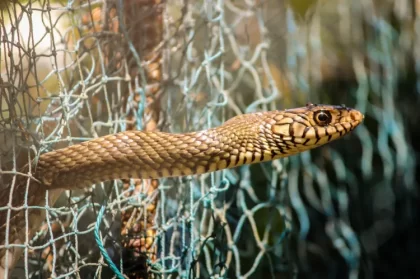 comment faire un piège pour serpents