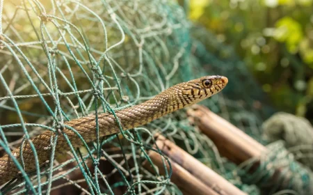 comment faire un piège pour serpents