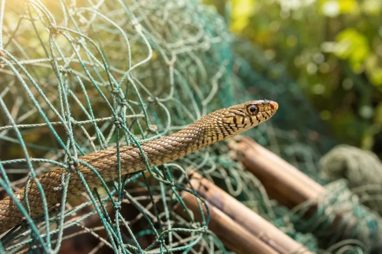comment faire un piège pour serpents
