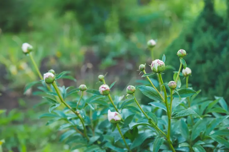 comment favoriser la floraison des pivoines engrais naturel faire fleurir marc de café quand fertiliser 