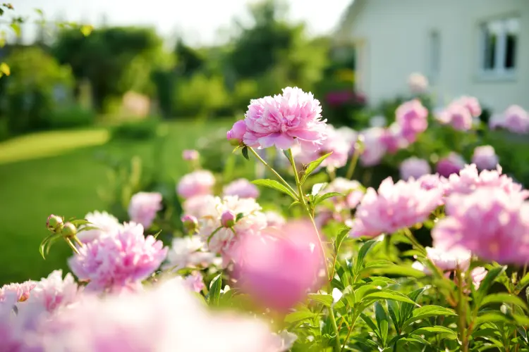 comment favoriser la floraison des pivoines naturellement faire fleurir mnstudio shutterstock