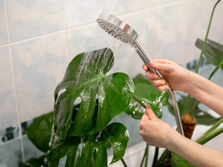 comment nettoyer faire briller les feuilles des plantes vertes à la maison douche