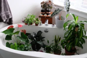 comment nettoyer faire briller les feuilles des plantes vertes à la maison doucher