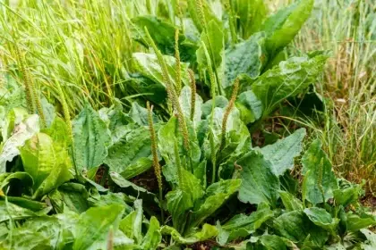 comment planter le plantain choix considérer mauvaise herbe désherber laisser petites îles vertes jardin