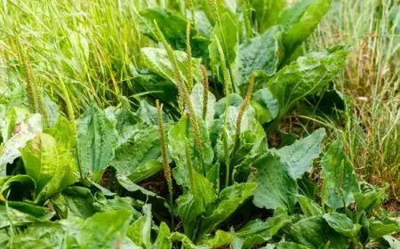 comment planter le plantain choix considérer mauvaise herbe désherber laisser petites îles vertes jardin