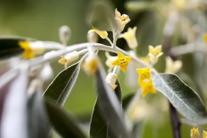 comment planter un éléagnus en pleine terre quand en pot pousse vite mehmetcan shutterstock