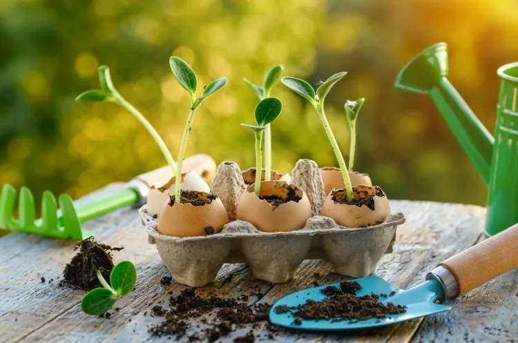 comment prévenir les taupes grillons mettre semis coquilles œufs godets gobelets biodégradables