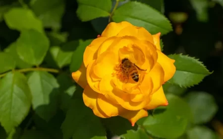 comment protéger de la mégachile du rosier ressemblance différence abeille mélifère abeille terricole