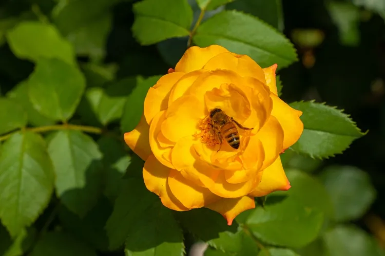 comment protéger de la mégachile du rosier ressemblance différence abeille mélifère abeille terricole