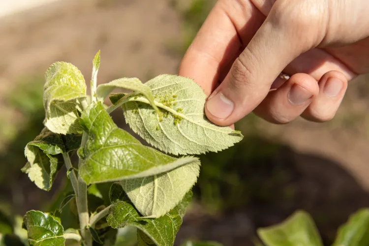 comment protéger jeunes plantes des pucerons remèdes nature qui fonctionnent