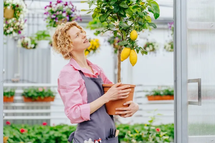 comment rebooster un citronnier arrosage régulier fertiliser mensuellement matière organique engrais spécial