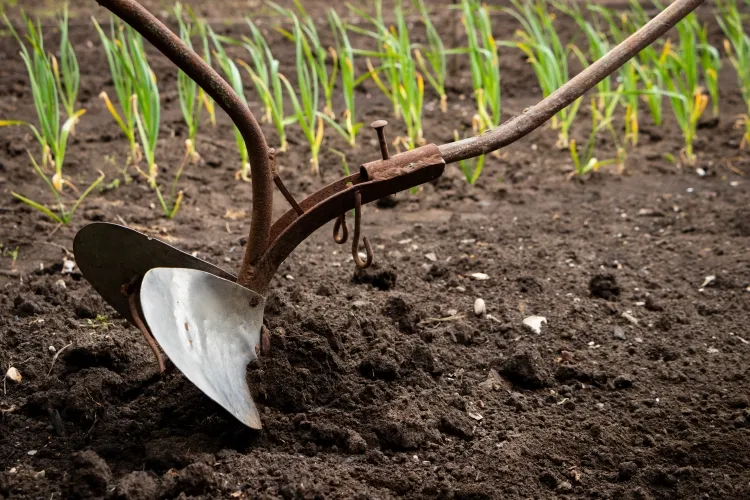 comment réussir la culture de la pastèque prétraiter sol automne ameublir niveler fertiliser labourer