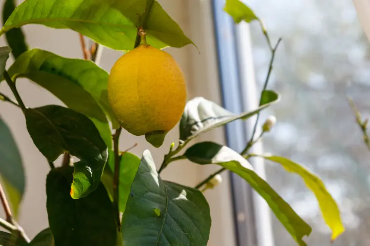 comment sauver un citronnier qui a eu trop d'eau faire repartir sec qui a séché 