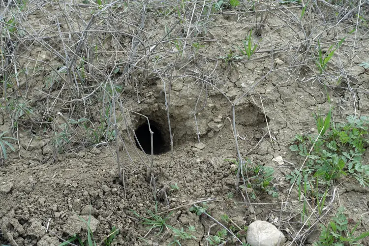 comment savoir s'il y a un serpent dans le jardin éloigner faire fuir naturellement astuces 