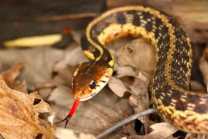 comment savoir s'il y a un serpent dans son jardin signes shutterstock
