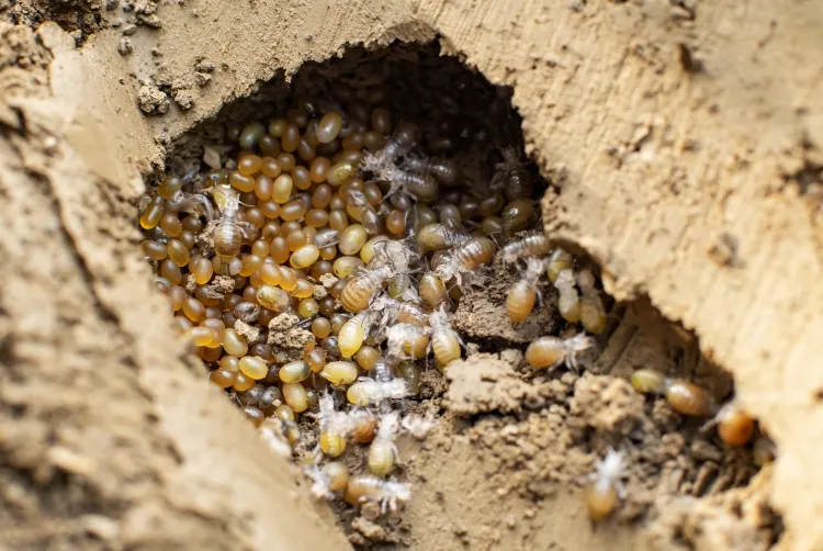 comment se débarrasser courtillières dégâts grande échelle rechercher nids détruire nymphes avant maturité
