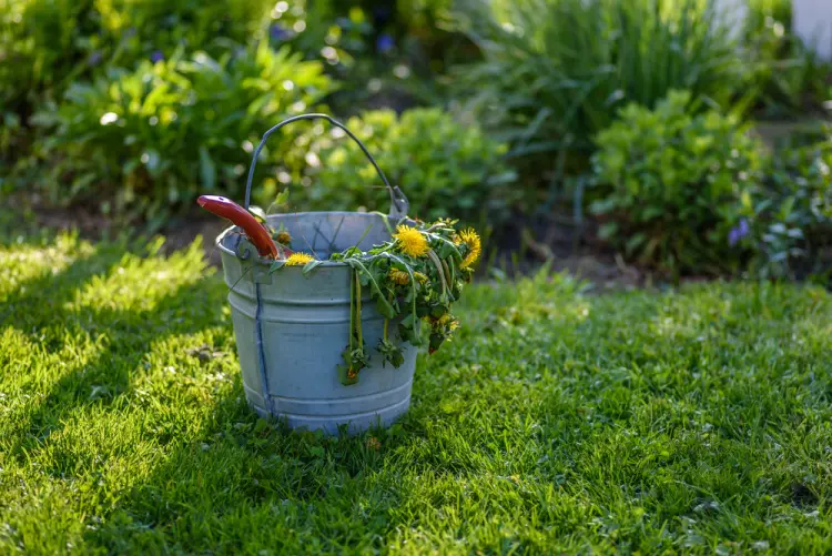 comment se débarrasser des pissenlits naturellement pelouse jardin vinaigre désherbant tuer 