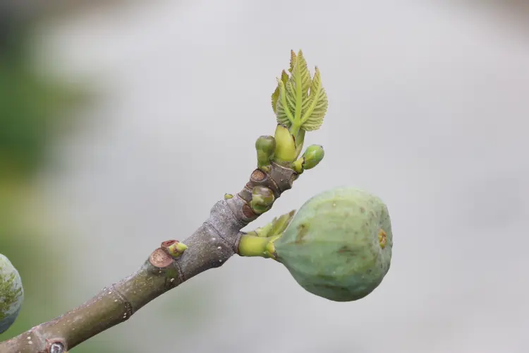 comment tailler un figuier en avril hiver automne comment donner plus de fruits jeune envahissant 