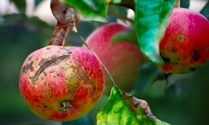 comment traiter venturia inaequalis chancre pourriture brune oïdium feu bactérien maladies pommier