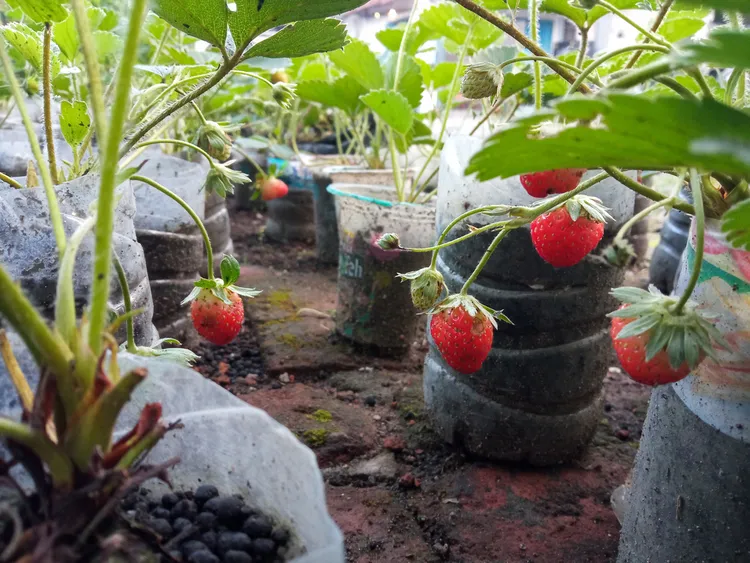 cultiver des fraises dans des bouteilles plastiques