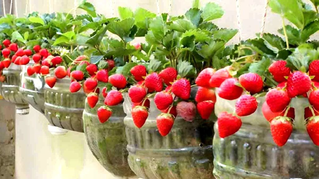 cultiver des fraises en bouteille plastique