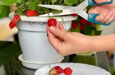 cultiver des fraises sur le balcon ensoleillé cultivar convenable terreau approprié arrosage adapté