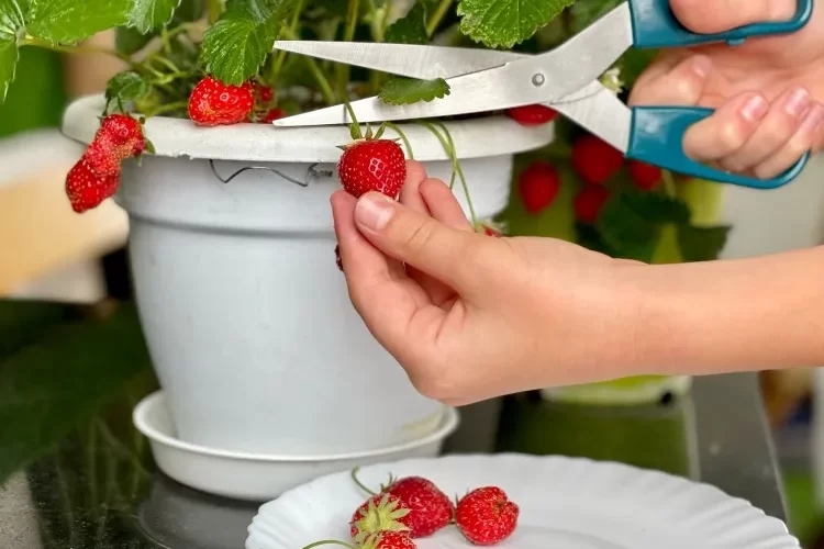 cultiver des fraises sur le balcon ensoleillé cultivar convenable terreau approprié arrosage adapté