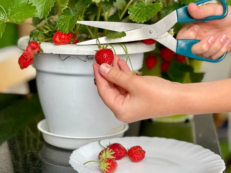 cultiver des fraises sur le balcon ensoleillé cultivar convenable terreau approprié arrosage adapté