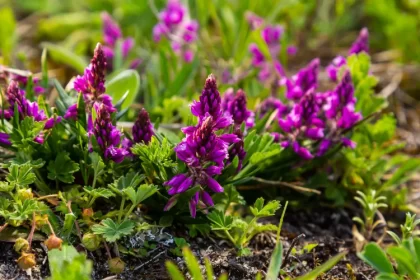 difference entre une plante vivace et une plante herbacee floraison