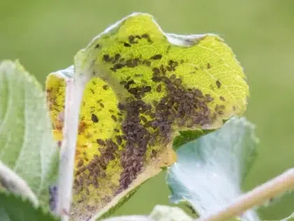 différentes variétés de pucerons