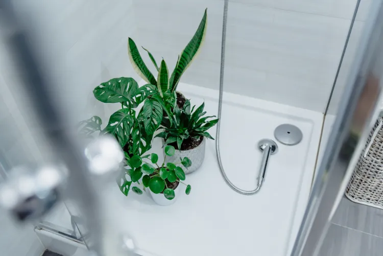 douche nettoyer faire briller les feuilles des plantes vertes à la maison comment