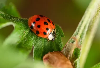 encourager la presence de coccinelles abris insecticides