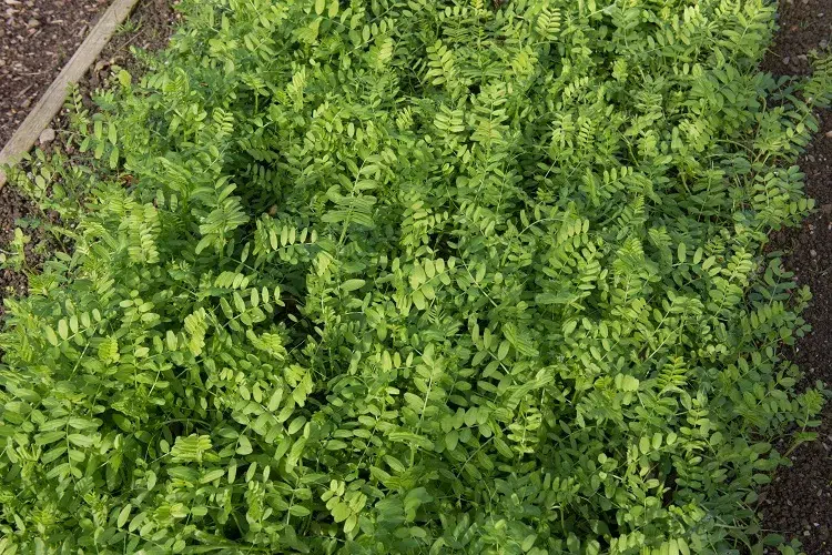 engrais vert phacélie plantes gélives pour remplacer le roundup glyphosate en agriculture jardin