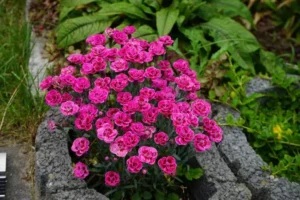 entretien et floraison oeillet parfumé