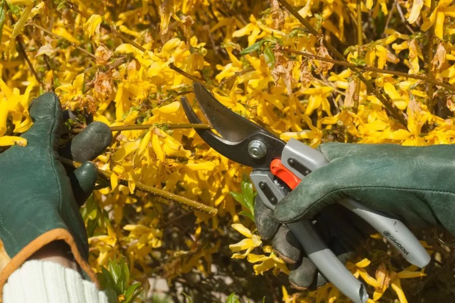 entretien forsythia