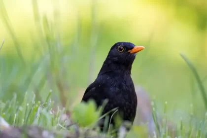 est ce que le merle est nuisible quelle place importance environnement population habituelle oiseaux jardins