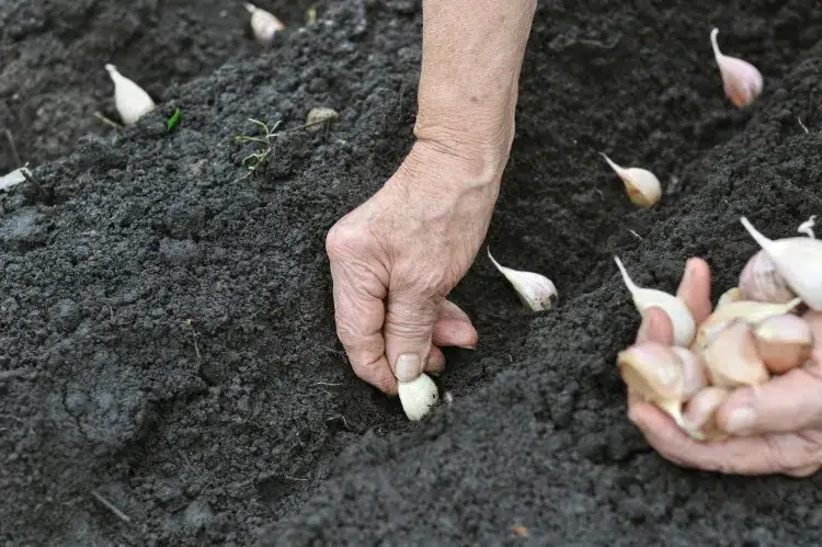 éviter le jaunissement de l'ail quand planter automne printemps mettre gousses terre maladie dévaster récolte