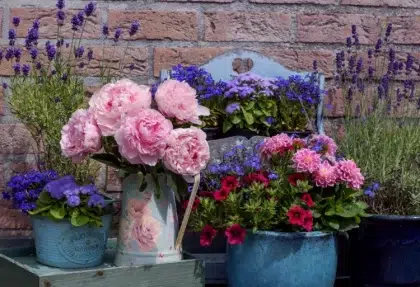 faire fleurir des pivoines en pot