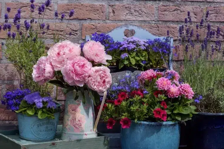faire fleurir des pivoines en pot