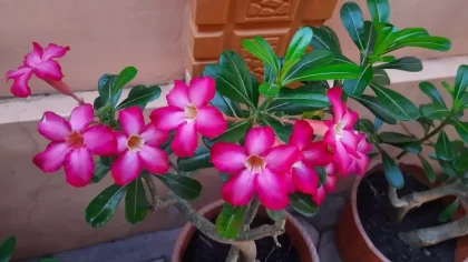 faire fleurir la rose du désert six variétés connues adenium obesum populaire adenium arabicum amateurs bonsaï